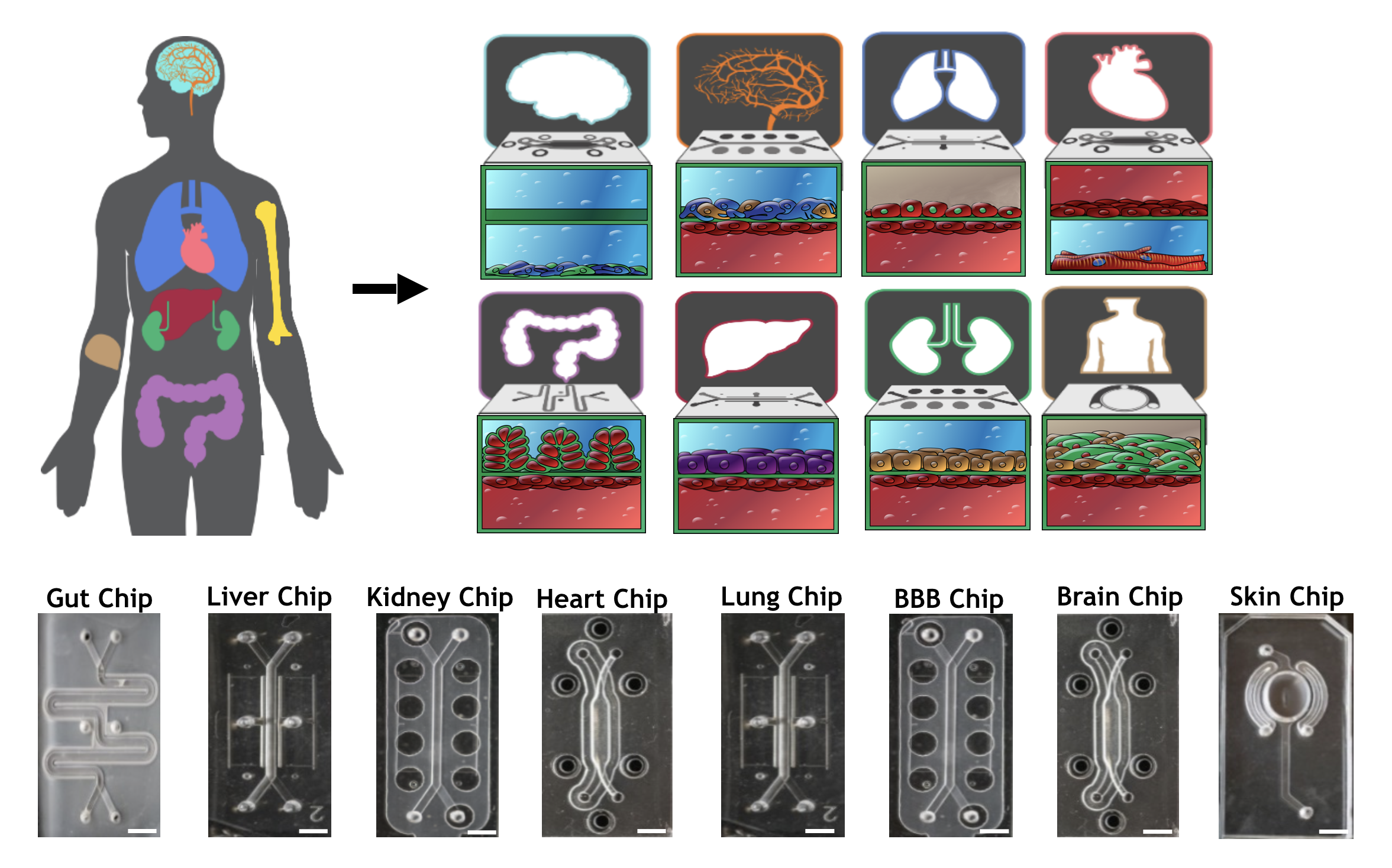 A diagram of the various organ tissues that are grown in the microfluidic chips.